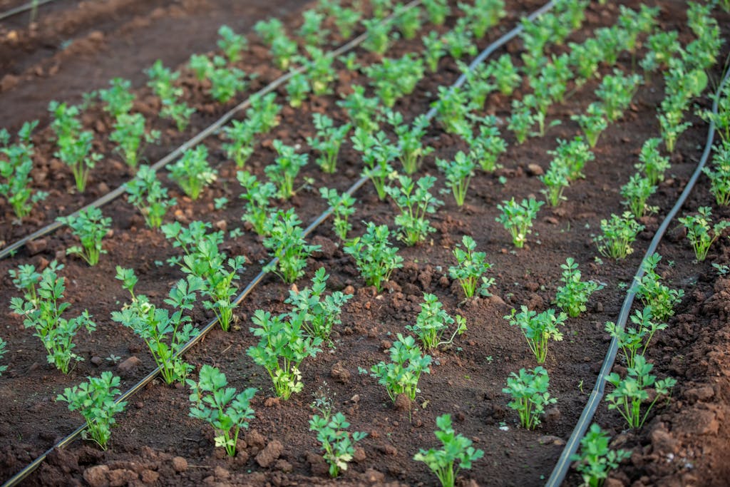 Parsley Plants on Farm